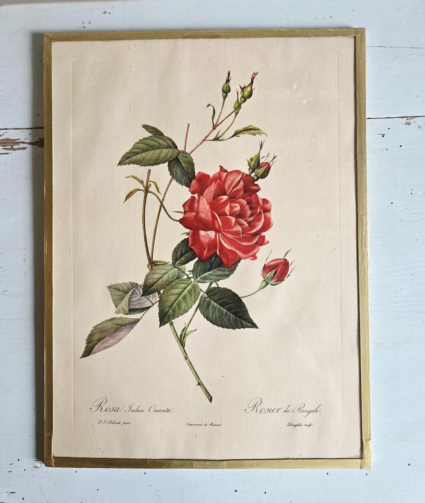 L'estampe P.J. Redouté