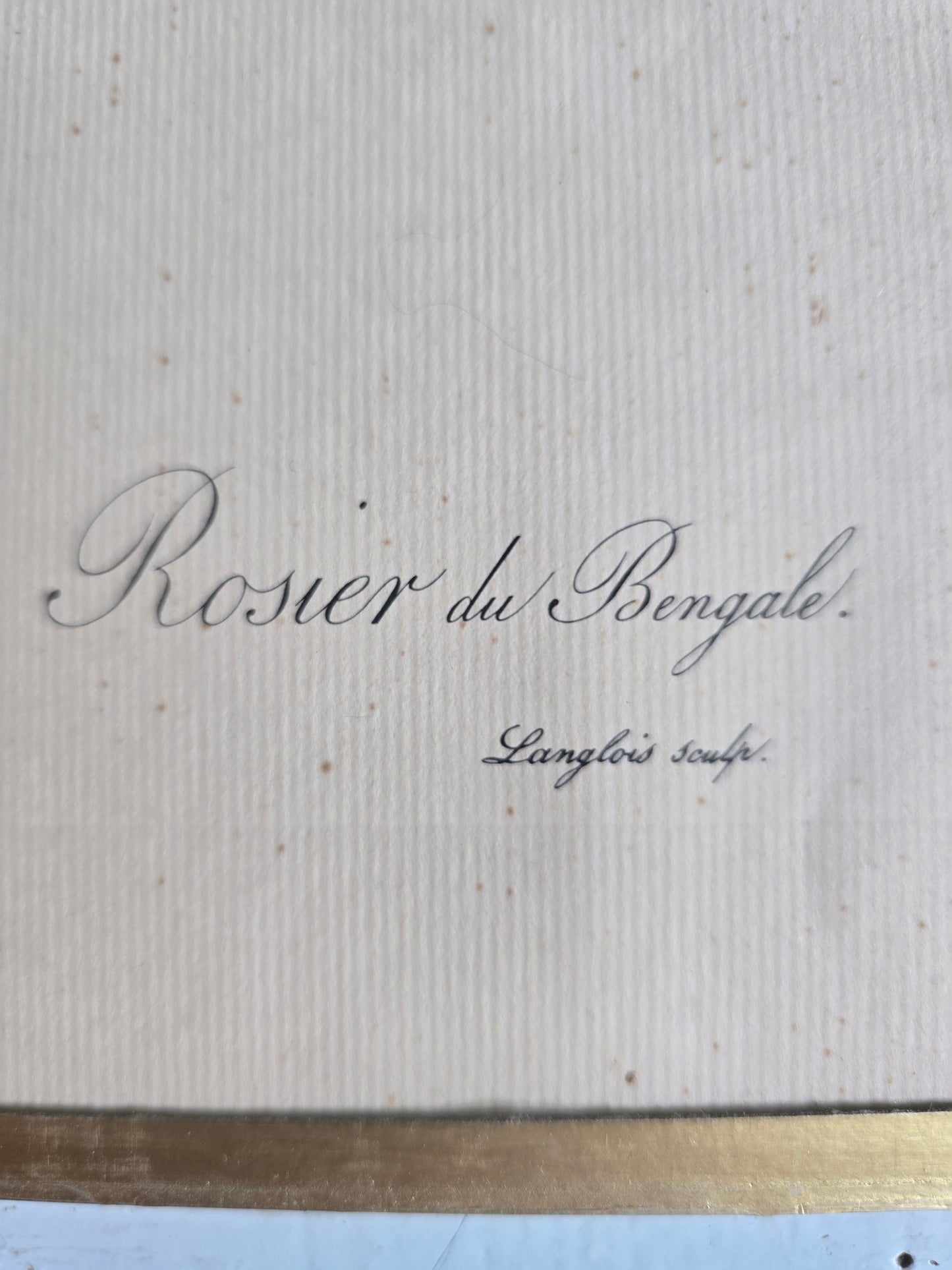 L'estampe P.J. Redouté