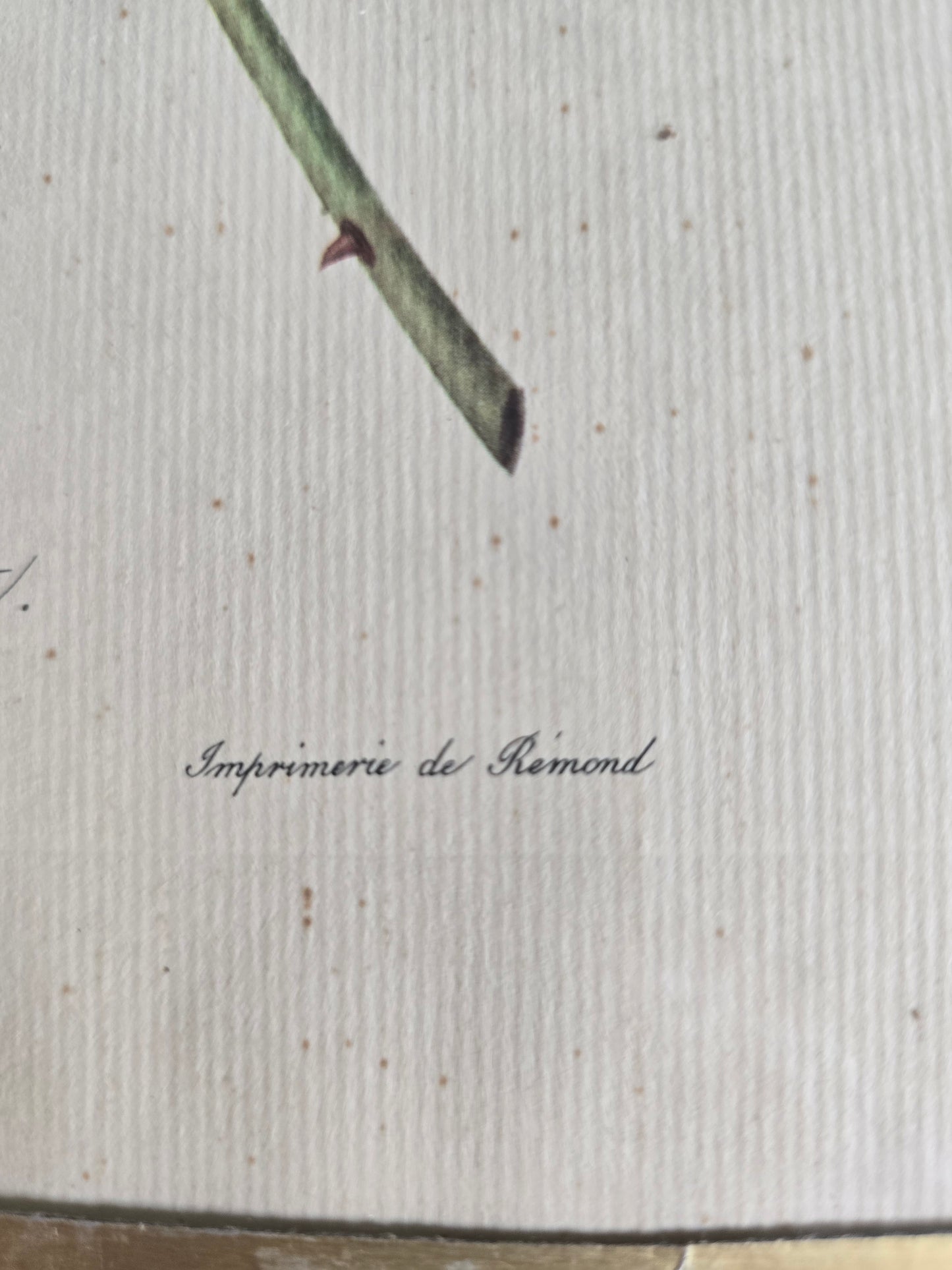 L'estampe P.J. Redouté