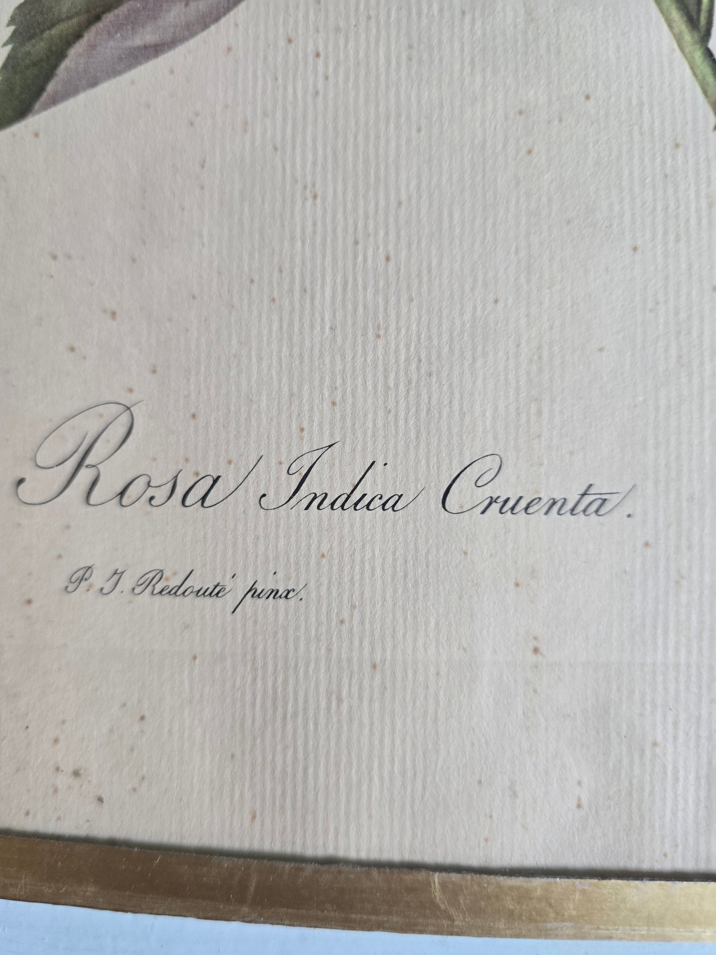 L'estampe P.J. Redouté