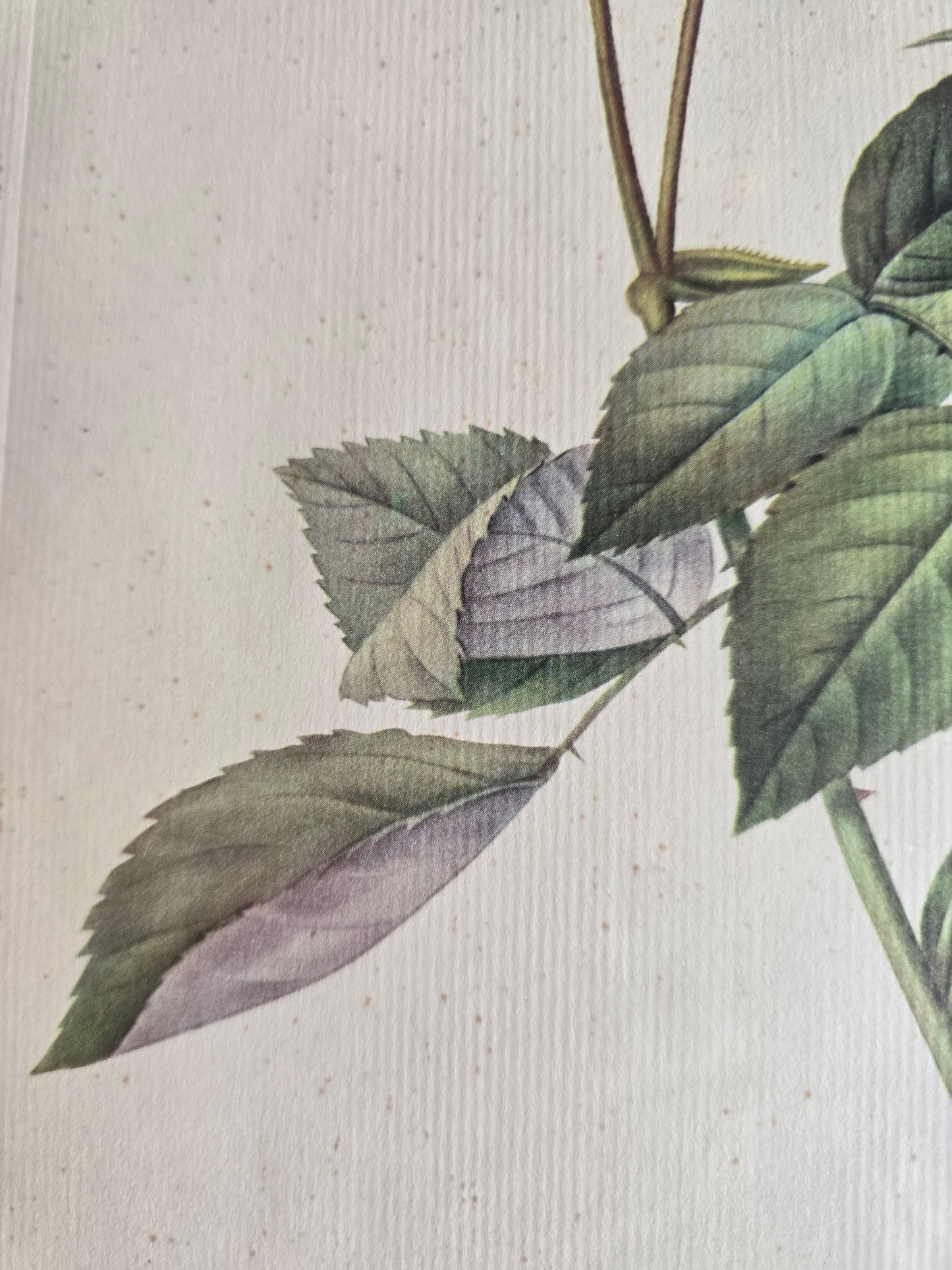 L'estampe P.J. Redouté